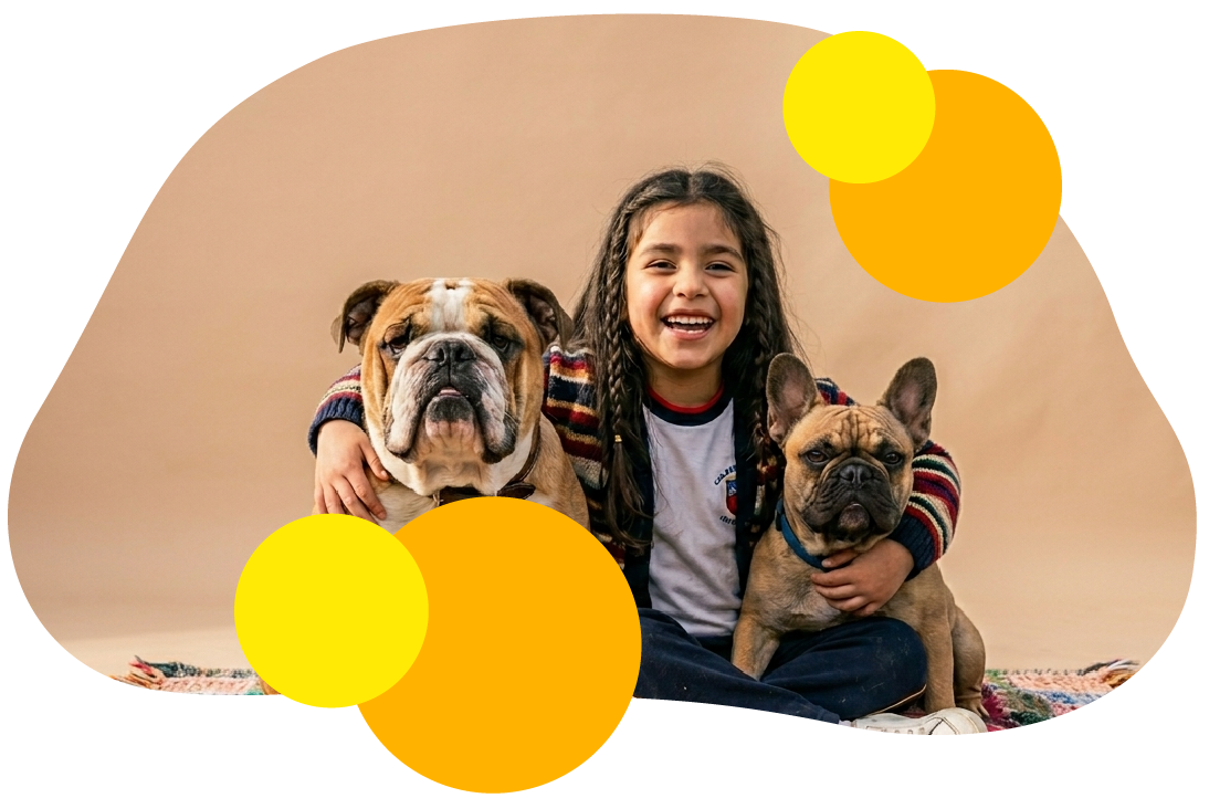 bull dog para adoptar