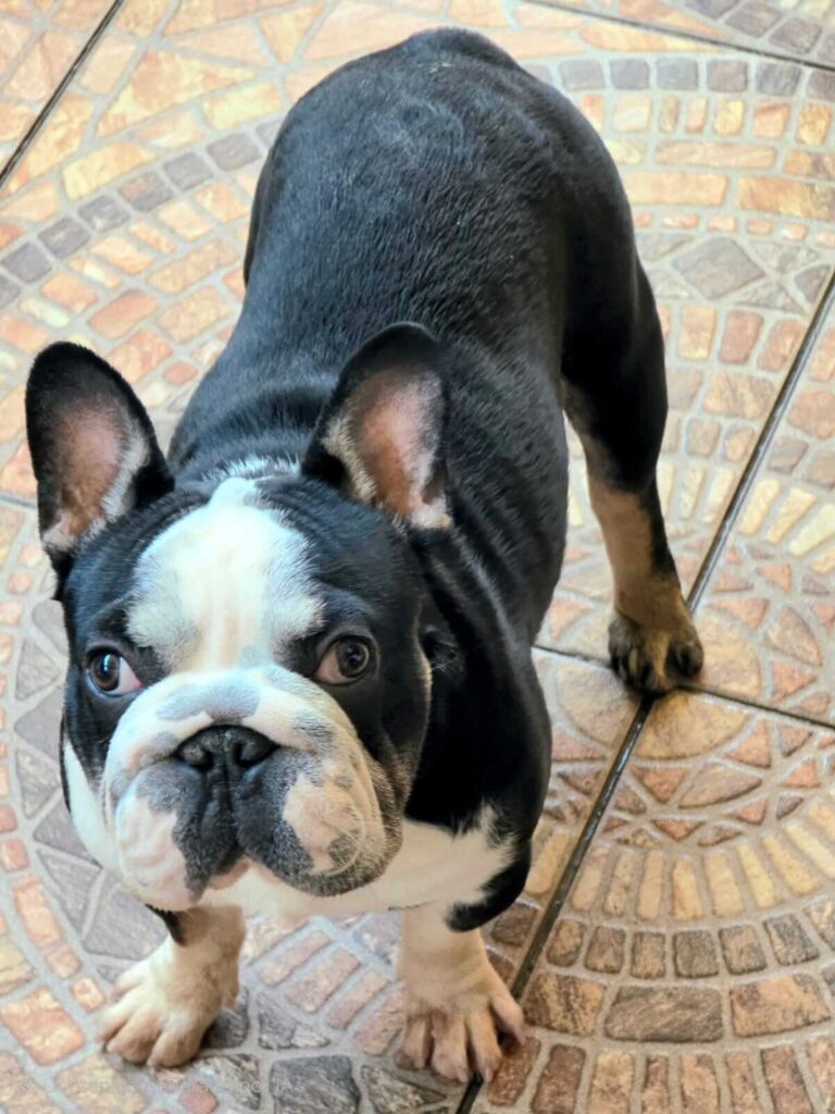 bull dog para adoptar