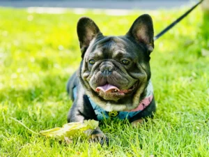 bull dog para adoptar