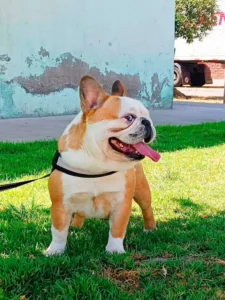bull dog para adoptar
