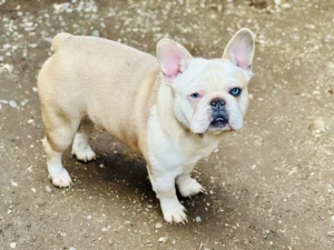 bull dog para adoptar