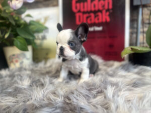 bull dog para adoptar