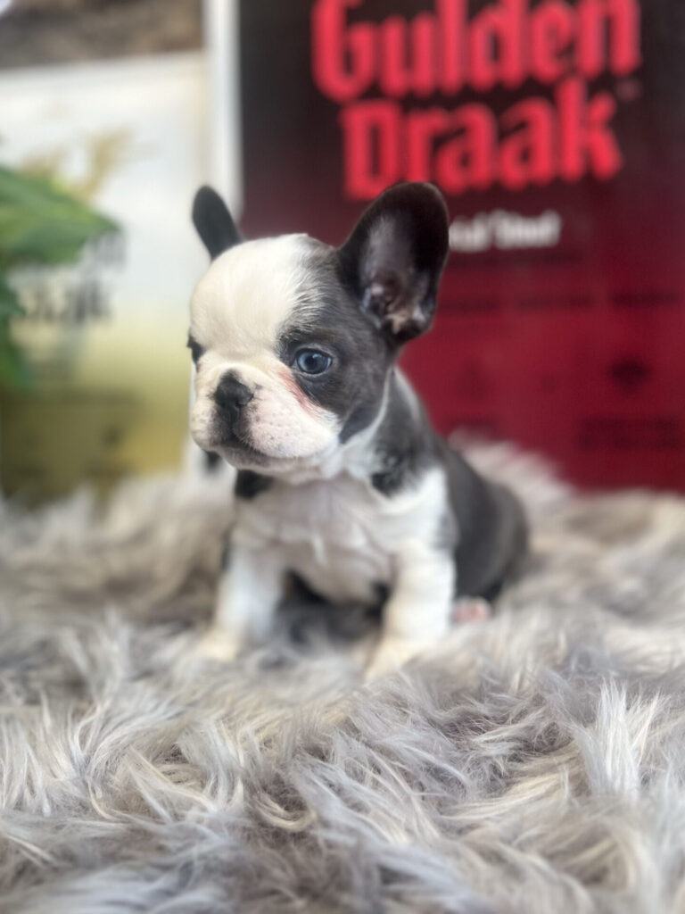bull dog para adoptar