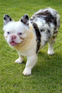 bull dog para adoptar