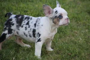bull dog para adoptar