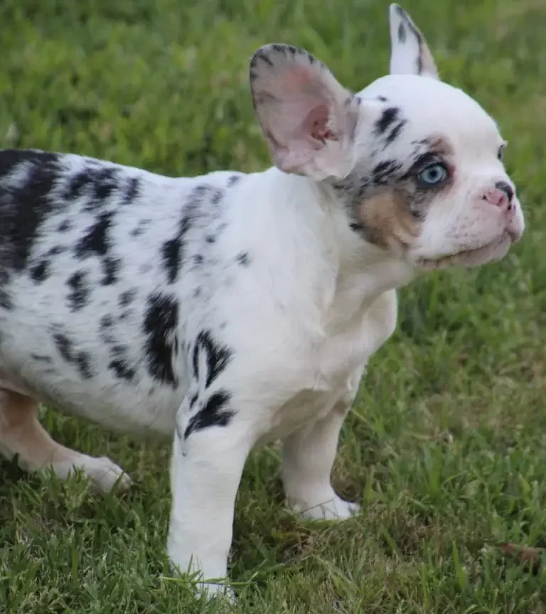 bull dog para adoptar