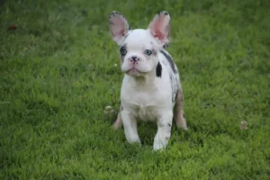 bull dog para adoptar
