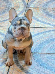 bull dog para adoptar