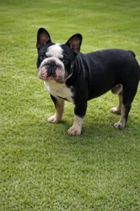 bull dog para adoptar