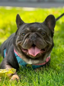 bull dog para adoptar