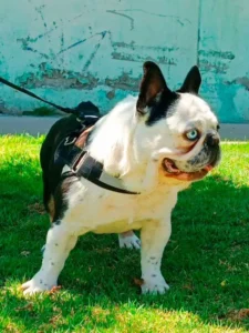 bull dog para adoptar